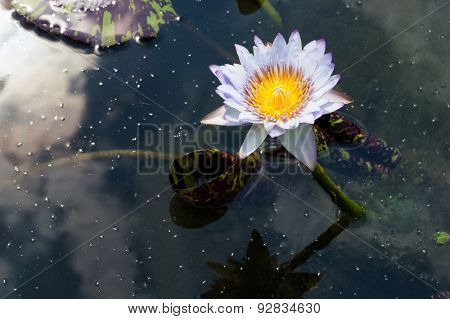 A white lotus on the reflecting water with the sunlight