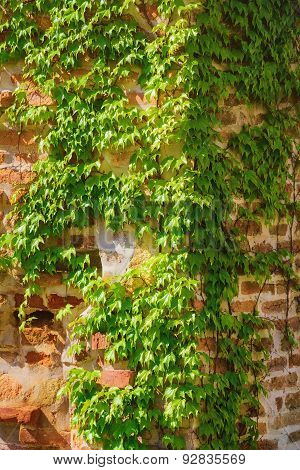 Brick Wall