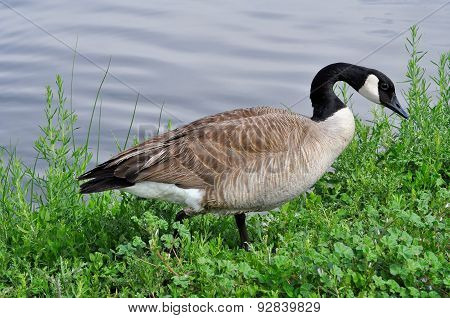 Canada Goose