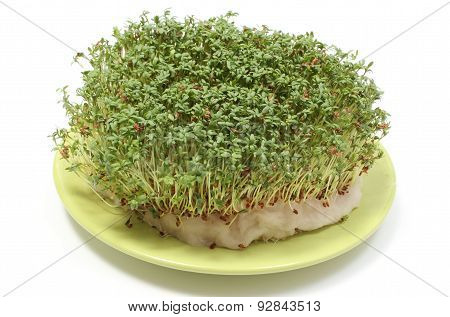 Fresh Green Watercress On Cotton Pad. White Background