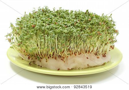 Fresh Green Cuckooflower On Cotton Pad. White Background