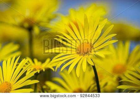 Yellow Daisy Flowers In Spring