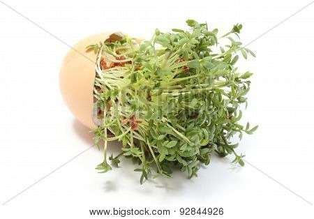 Green Cuckooflower In Overturned Eggshell. White Background