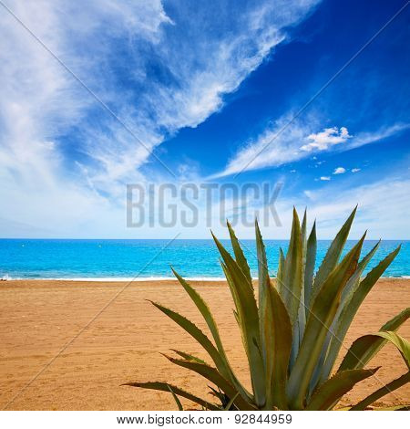Almeria Mojacar beach Agave in Mediterranean sea of Spain