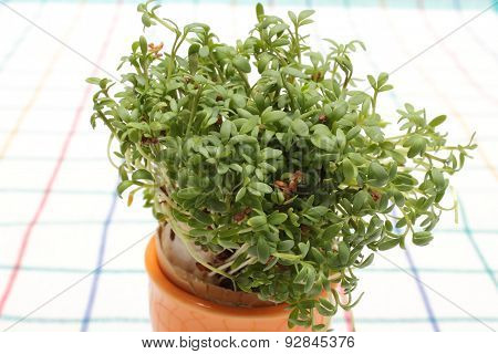 Fresh Green Cuckooflower In Orange Cup