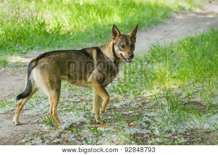 Street dog looking for fun