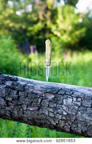 Knife Stuck Into A Tree In Forest