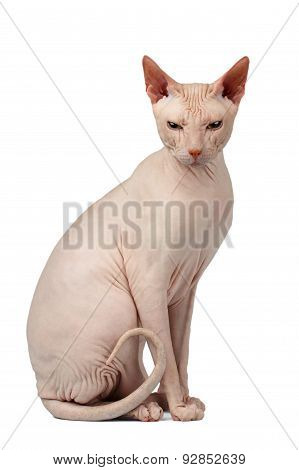 Pink Cat Sphinx Sits. Naked Cat Isolated On White