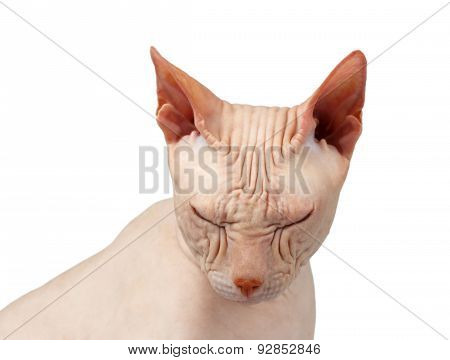 Closeup Bald Cat. Cat Of Breed Sphinx. Naked Cat Squinted Isolated