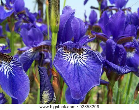 Iris flowers