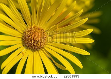 Yellow Daisy Flower