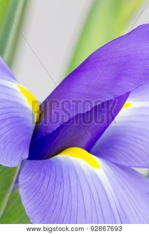 Abstract Purple Iris Photograph