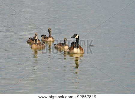 Canada Goose Family