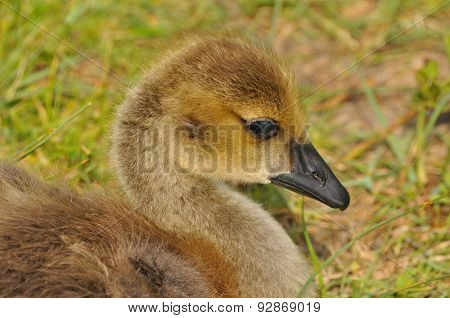 Portrait of Canda Goose Gosling