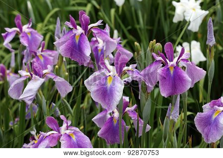 purple iris flower