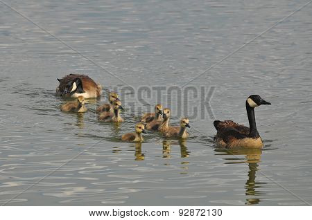 Canada Goose Family