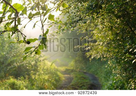 Road Into The Mist