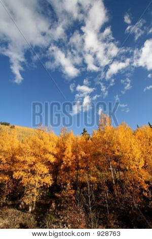 Fall bomen en Sky