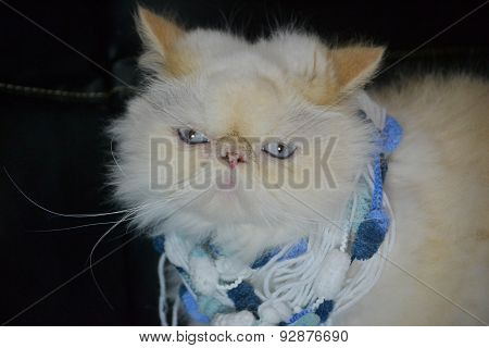 Cat - Persian Himalayan Cream Point