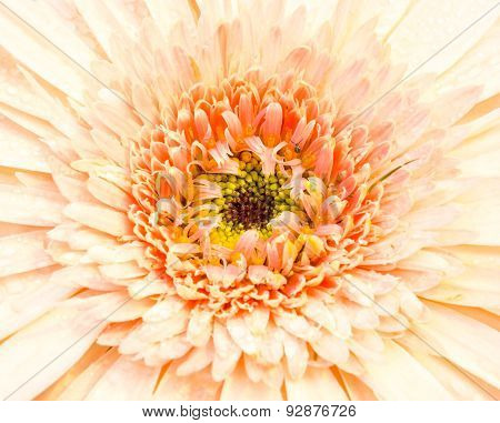 Gerbera beautiful flowers are popular