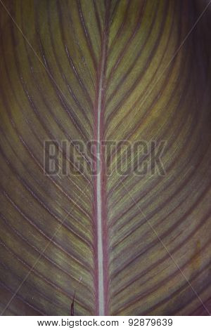 Canna leaf texture