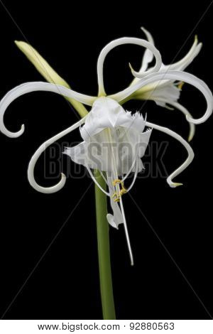 Peruvian Daffodil