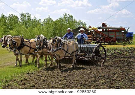 Horses pull grain drill in a field