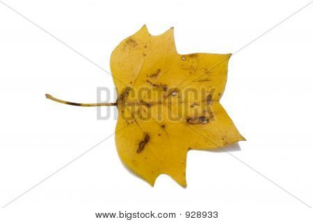 Tuliptree syksyn lehti