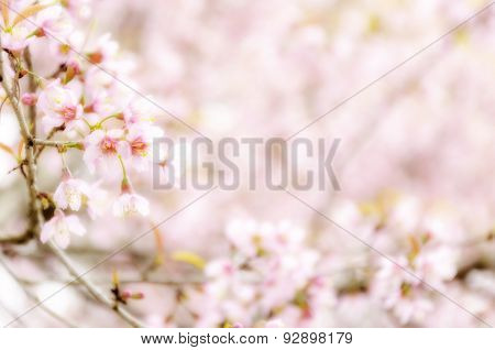Sweet Sakura Blossom Blured Background