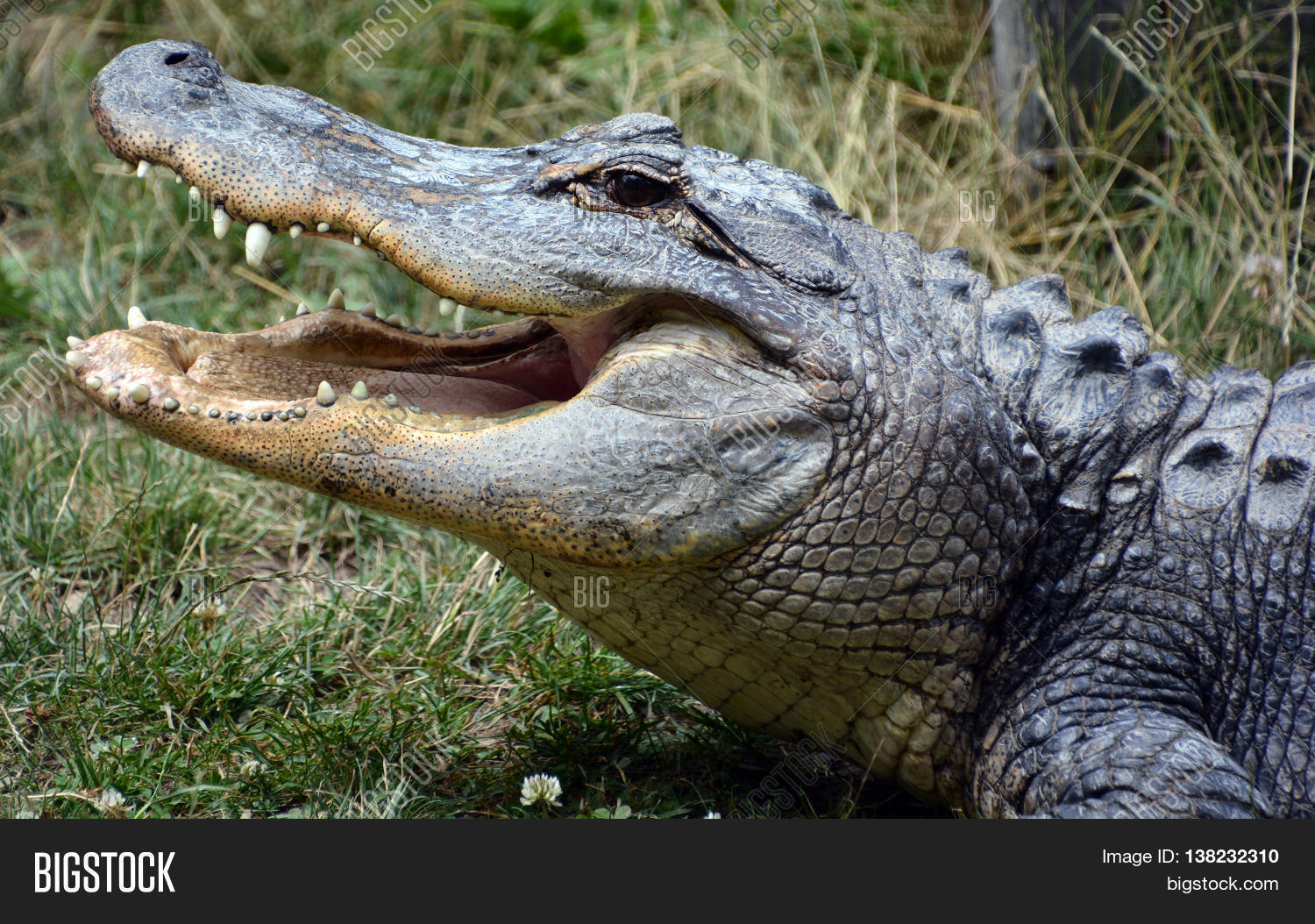Estrategia alligator