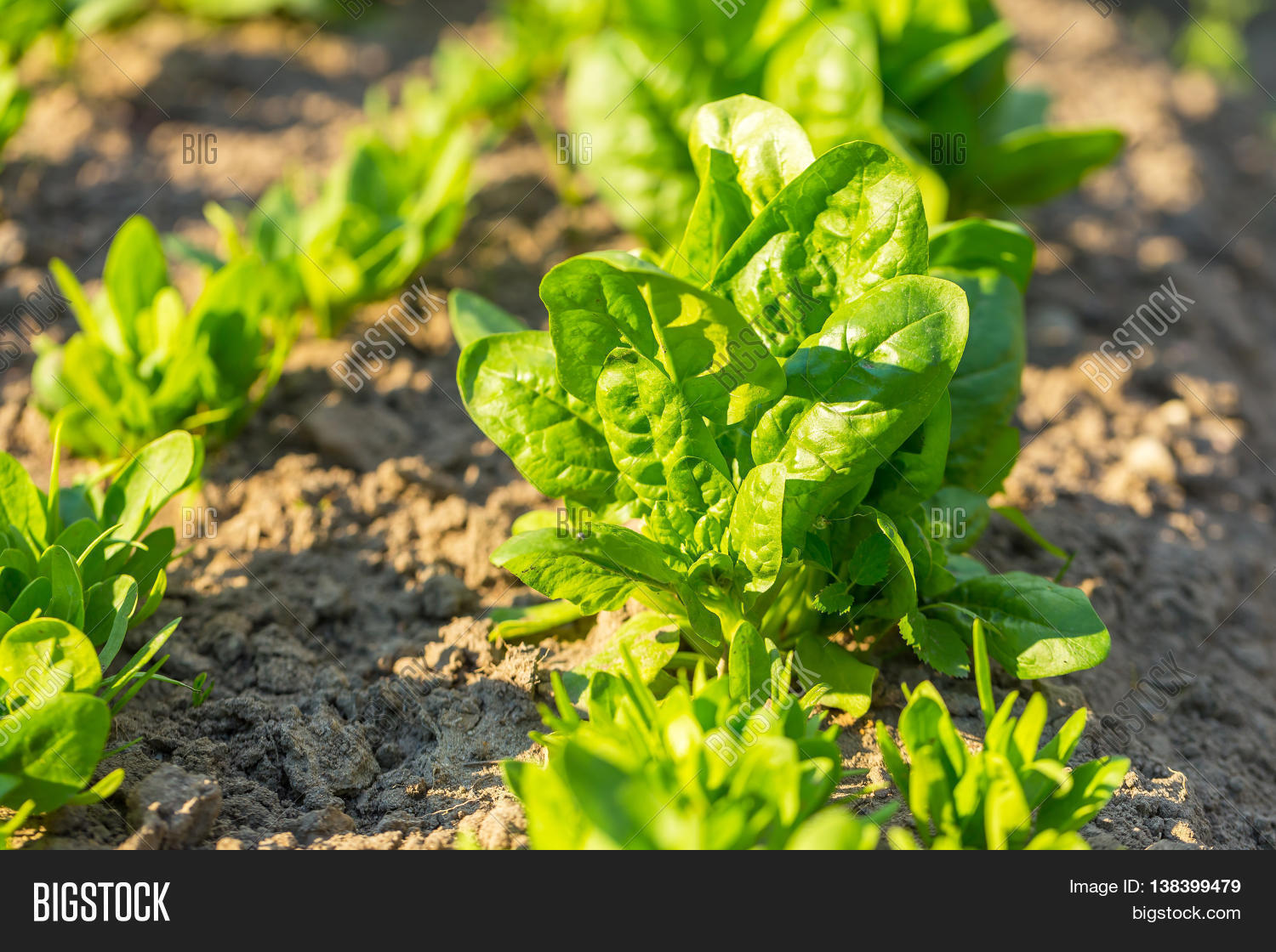 Spinach Growing Garden Image & Photo (Free Trial) Bigstock