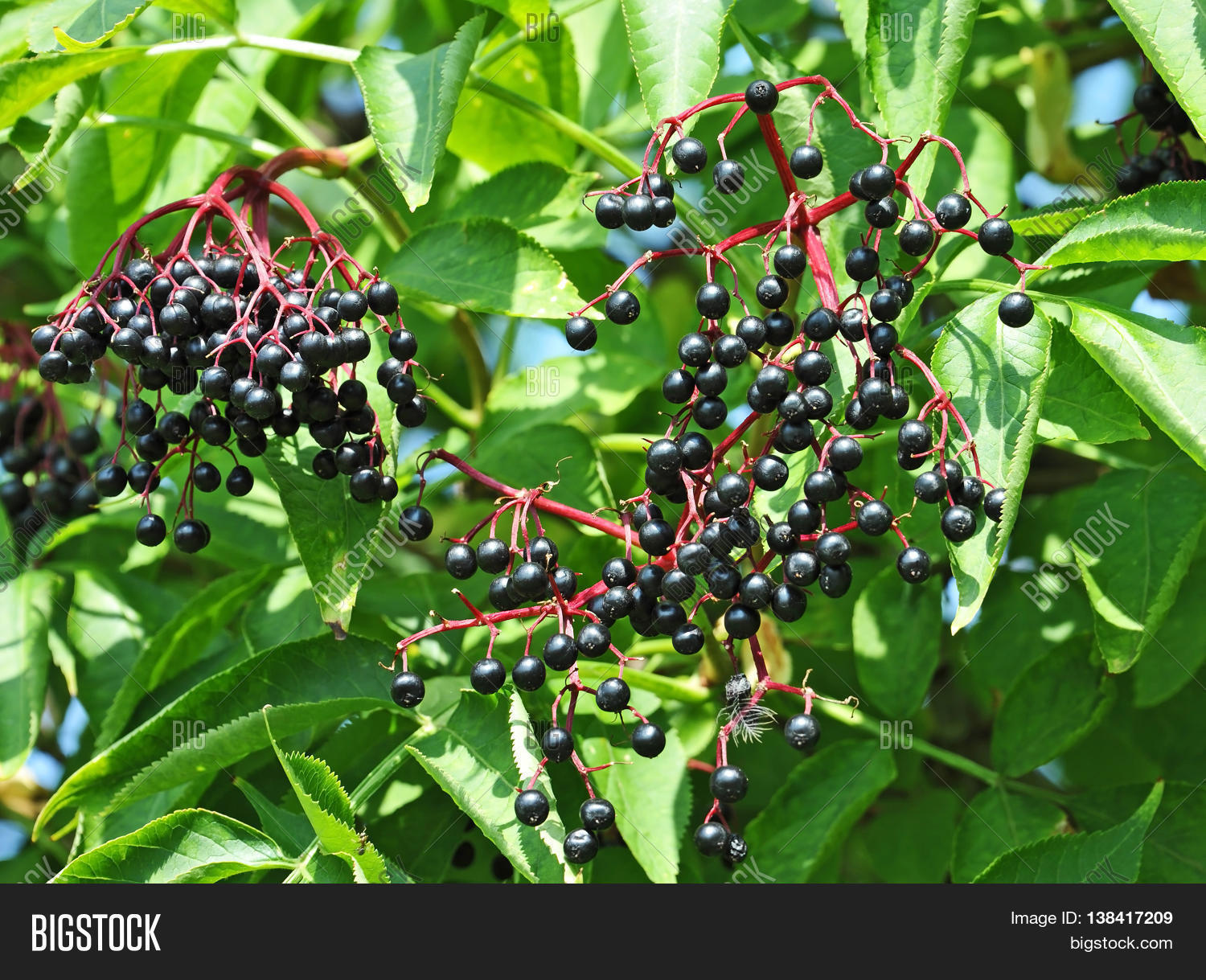 Some Ripe Elderberry Image & Photo (Free Trial) Bigstock