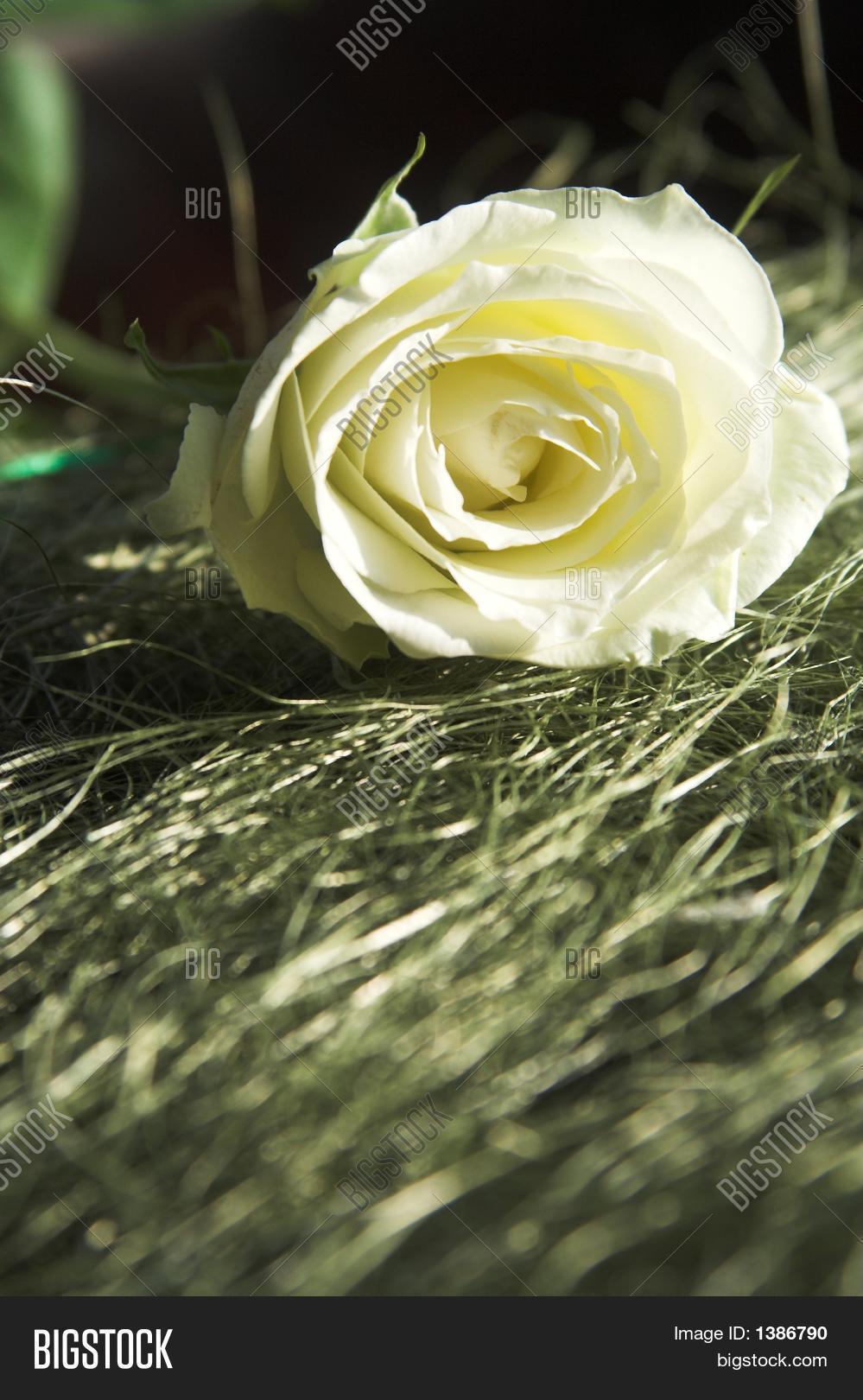 Single White Rose Image & Photo (Free Trial) Bigstock