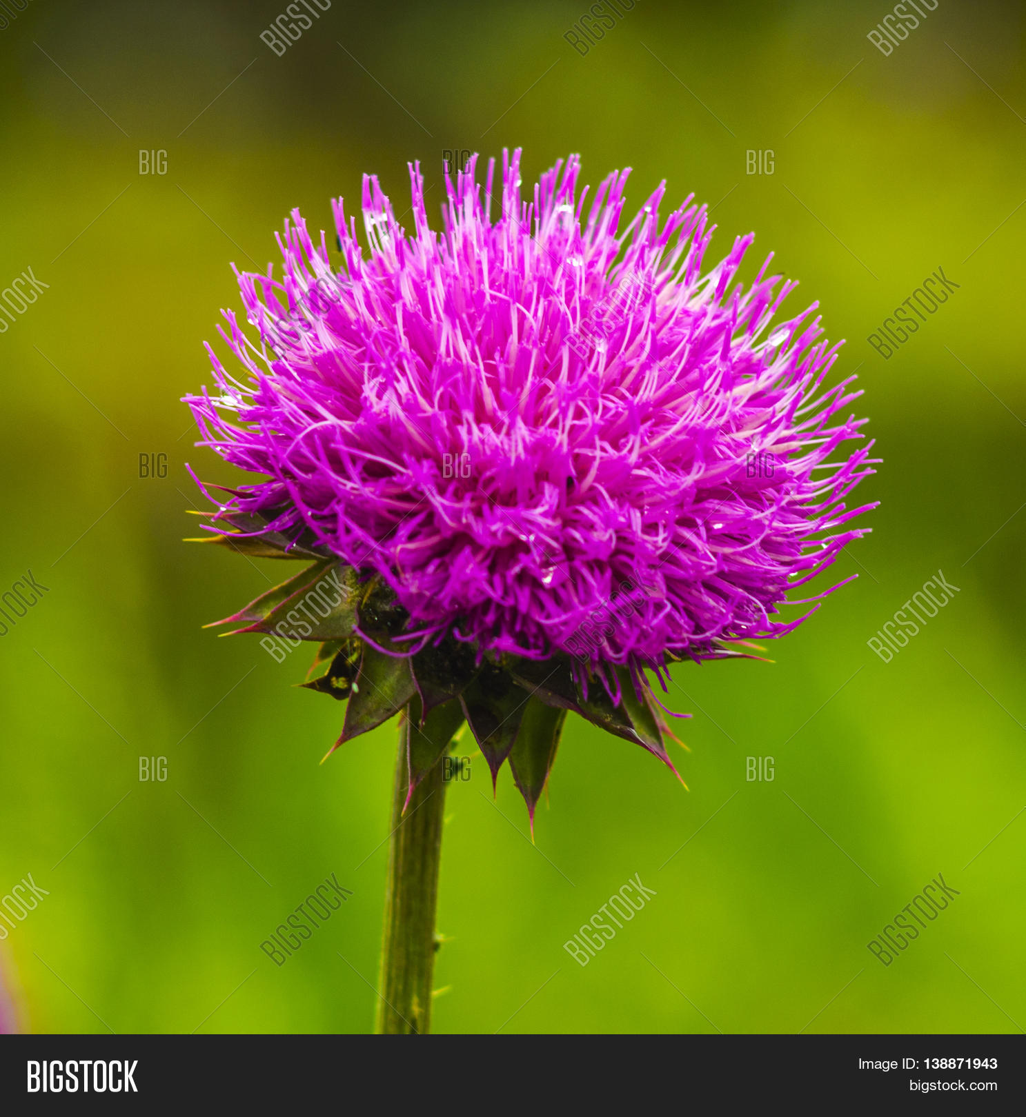 Thistle. Pink Milk Image & Photo (Free Trial) Bigstock