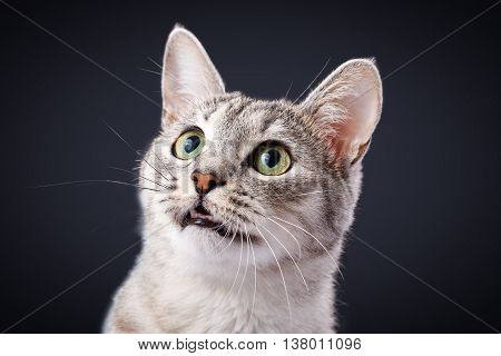 cat meows gray striped tabby amercan Shorthair