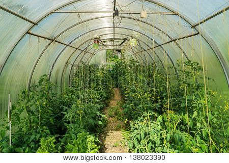 Greenhouse tomatoes and green peppers cucumbers. village farm a homemade greenhouse.