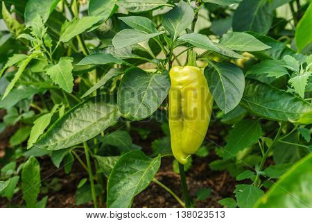 Unripe green peppers in the greenhouse agriculture