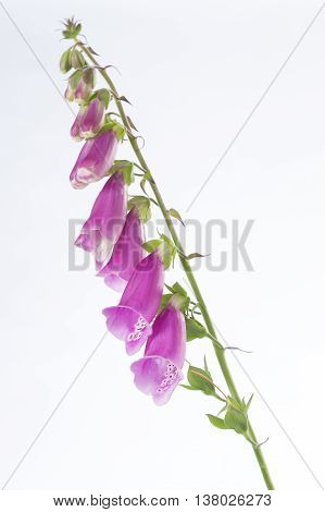 Foxglove Digitalis purpurea flower on white background