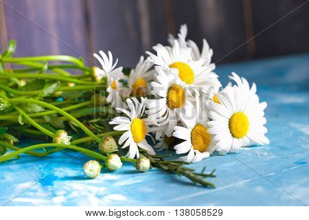 Summer Floral card with chamomile flower over blue vintage painted wooden background.