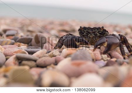Sally Lightfoot Crab. Black sea, Crimea.Crimean crab. Food