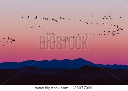 Snow geese arriving during sunrise in Bosque del Apache National Wildlife Refuge, New Mexico.
