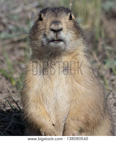 Full-frontal prairie dog posing for the camera in Valles Caldera National Preserve, New Mexico.