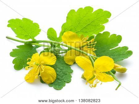 Greater celandine flower, swallowwort isolated on white background.