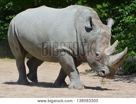 Rhinoceros also known as rhino, is a group of five extant species of odd-toed ungulates in the family Rhinocerotidae. Two of these species are native to Africa and three to southern Asia.