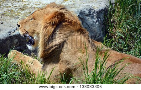 The lion is one of the four big cats in the genus Panthera, and a member of the family Felidae. With some males exceeding 250 kg (550 lb) in weight, it is the second-largest living cat after the tiger