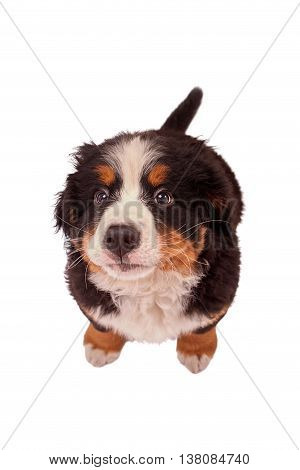 bernese mountain dog puppy isolated on white