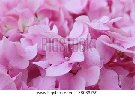 hydrangea flowers - Hydrangea arborescens - shallow depth of field