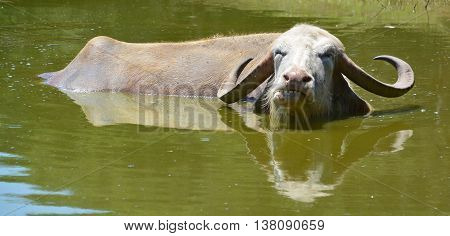 The water buffalo or domestic Asian water buffalo in water.