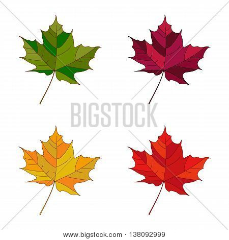 Vector autumn set leaves. Collection autumn leaves. Leafs set element floral color garden art. Fall leaf.