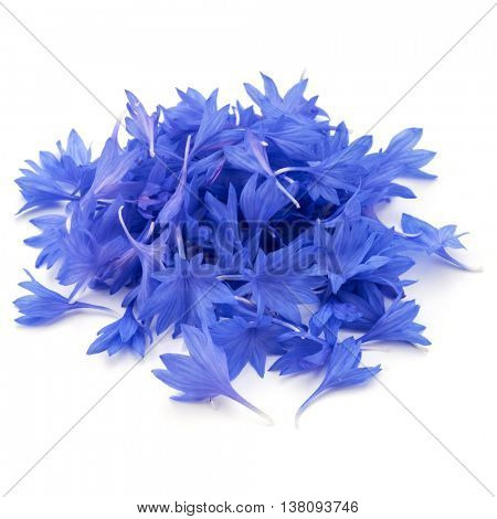 Blue Cornflower Herb or bachelor button flower petals isolated on white background cutout